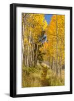 Utah, Fishlake National Forest. Trail in Aspen Trees-Jaynes Gallery-Framed Photographic Print