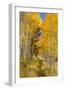 Utah, Fishlake National Forest. Trail in Aspen Trees-Jaynes Gallery-Framed Photographic Print