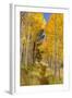 Utah, Fishlake National Forest. Trail in Aspen Trees-Jaynes Gallery-Framed Photographic Print