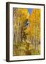 Utah, Fishlake National Forest. Trail in Aspen Trees-Jaynes Gallery-Framed Photographic Print