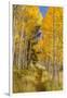 Utah, Fishlake National Forest. Trail in Aspen Trees-Jaynes Gallery-Framed Photographic Print