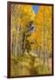 Utah, Fishlake National Forest. Trail in Aspen Trees-Jaynes Gallery-Framed Photographic Print