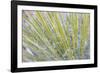 Utah, Glen Canyon National Recreation Area. Close Up of a Yucca Plant-Jaynes Gallery-Framed Photographic Print