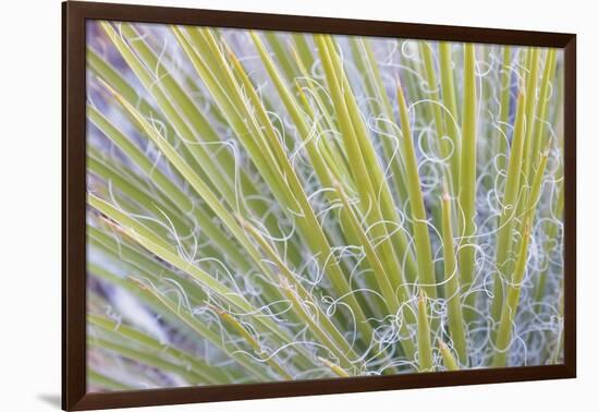 Utah, Glen Canyon National Recreation Area. Close Up of a Yucca Plant-Jaynes Gallery-Framed Photographic Print