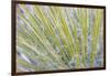 Utah, Glen Canyon National Recreation Area. Close Up of a Yucca Plant-Jaynes Gallery-Framed Photographic Print