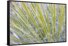 Utah, Glen Canyon National Recreation Area. Close Up of a Yucca Plant-Jaynes Gallery-Framed Stretched Canvas