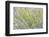 Utah, Glen Canyon National Recreation Area. Close Up of a Yucca Plant-Jaynes Gallery-Framed Photographic Print