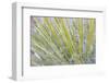 Utah, Glen Canyon National Recreation Area. Close Up of a Yucca Plant-Jaynes Gallery-Framed Photographic Print