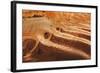 Utah, Glen Canyon Nra. Abstract of Cliff Reflection in Lake Powell-Jaynes Gallery-Framed Photographic Print