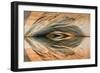 Utah, Glen Canyon Nra. Abstract Reflection of Stained Sandstone Wall-Jaynes Gallery-Framed Photographic Print