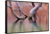 Utah, Glen Canyon Recreation Area. Dead Cottonwood Trunks in Lake-Don Paulson-Framed Stretched Canvas