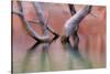 Utah, Glen Canyon Recreation Area. Dead Cottonwood Trunks in Lake-Don Paulson-Stretched Canvas