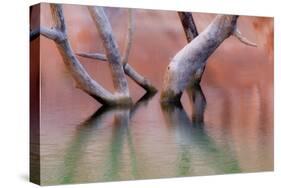 Utah, Glen Canyon Recreation Area. Dead Cottonwood Trunks in Lake-Don Paulson-Stretched Canvas