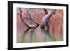 Utah, Glen Canyon Recreation Area. Dead Cottonwood Trunks in Lake-Don Paulson-Framed Photographic Print