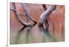 Utah, Glen Canyon Recreation Area. Dead Cottonwood Trunks in Lake-Don Paulson-Framed Photographic Print