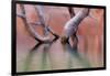 Utah, Glen Canyon Recreation Area. Dead Cottonwood Trunks in Lake-Don Paulson-Framed Photographic Print