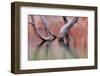 Utah, Glen Canyon Recreation Area. Dead Cottonwood Trunks in Lake-Don Paulson-Framed Photographic Print