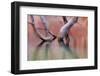 Utah, Glen Canyon Recreation Area. Dead Cottonwood Trunks in Lake-Don Paulson-Framed Photographic Print