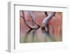 Utah, Glen Canyon Recreation Area. Dead Cottonwood Trunks in Lake-Don Paulson-Framed Photographic Print