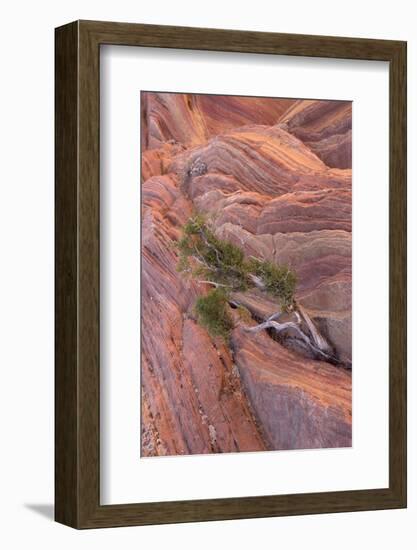 Utah Juniper (Juniperus osteosperma) growing from sandstone rocks, The Wave, Arizona-Bob Gibbons-Framed Photographic Print