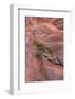 Utah Juniper (Juniperus osteosperma) growing from sandstone rocks, The Wave, Arizona-Bob Gibbons-Framed Photographic Print