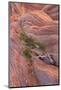 Utah Juniper (Juniperus osteosperma) growing from sandstone rocks, The Wave, Arizona-Bob Gibbons-Mounted Photographic Print