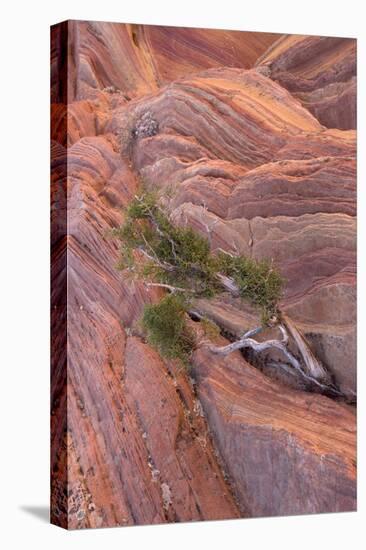 Utah Juniper (Juniperus osteosperma) growing from sandstone rocks, The Wave, Arizona-Bob Gibbons-Stretched Canvas