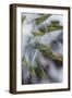 Utah, Las Sal Wilderness Area. Late Spring Snow on Yucca in the La Sal Mountains Wilderness Area-Judith Zimmerman-Framed Photographic Print