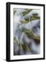 Utah, Las Sal Wilderness Area. Late Spring Snow on Yucca in the La Sal Mountains Wilderness Area-Judith Zimmerman-Framed Photographic Print