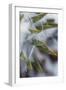 Utah, Las Sal Wilderness Area. Late Spring Snow on Yucca in the La Sal Mountains Wilderness Area-Judith Zimmerman-Framed Photographic Print