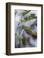 Utah, Las Sal Wilderness Area. Late Spring Snow on Yucca in the La Sal Mountains Wilderness Area-Judith Zimmerman-Framed Photographic Print