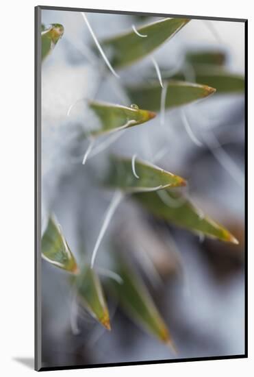 Utah, Las Sal Wilderness Area. Late Spring Snow on Yucca in the La Sal Mountains Wilderness Area-Judith Zimmerman-Mounted Photographic Print