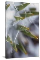 Utah, Las Sal Wilderness Area. Late Spring Snow on Yucca in the La Sal Mountains Wilderness Area-Judith Zimmerman-Stretched Canvas