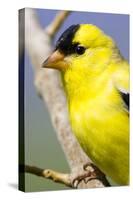 Utah. Male American goldfinch in spring.-Scott T. Smith-Stretched Canvas
