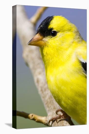 Utah. Male American goldfinch in spring.-Scott T. Smith-Stretched Canvas