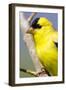 Utah. Male American goldfinch in spring.-Scott T. Smith-Framed Photographic Print