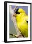 Utah. Male American goldfinch in spring.-Scott T. Smith-Framed Photographic Print