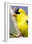 Utah. Male American goldfinch in spring.-Scott T. Smith-Framed Photographic Print