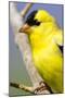 Utah. Male American goldfinch in spring.-Scott T. Smith-Mounted Photographic Print