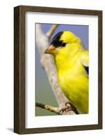 Utah. Male American goldfinch in spring.-Scott T. Smith-Framed Photographic Print