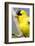 Utah. Male American goldfinch in spring.-Scott T. Smith-Framed Photographic Print