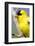 Utah. Male American goldfinch in spring.-Scott T. Smith-Framed Photographic Print