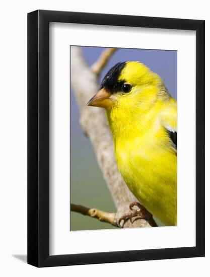 Utah. Male American goldfinch in spring.-Scott T. Smith-Framed Photographic Print