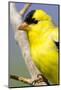 Utah. Male American goldfinch in spring.-Scott T. Smith-Mounted Photographic Print