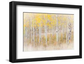 Utah, Manti-La Sal National Forest. Aspen Forest Scenic-Jaynes Gallery-Framed Premium Photographic Print