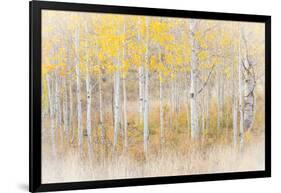 Utah, Manti-La Sal National Forest. Aspen Forest Scenic-Jaynes Gallery-Framed Photographic Print