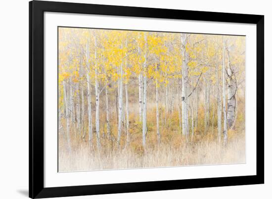 Utah, Manti-La Sal National Forest. Aspen Forest Scenic-Jaynes Gallery-Framed Photographic Print