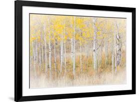 Utah, Manti-La Sal National Forest. Aspen Forest Scenic-Jaynes Gallery-Framed Photographic Print