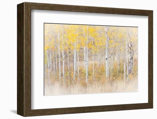 Utah, Manti-La Sal National Forest. Aspen Forest Scenic-Jaynes Gallery-Framed Photographic Print