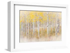 Utah, Manti-La Sal National Forest. Aspen Forest Scenic-Jaynes Gallery-Framed Photographic Print